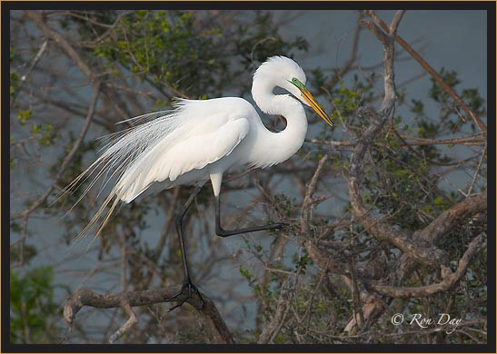 Great Egret at Rookery, High Island